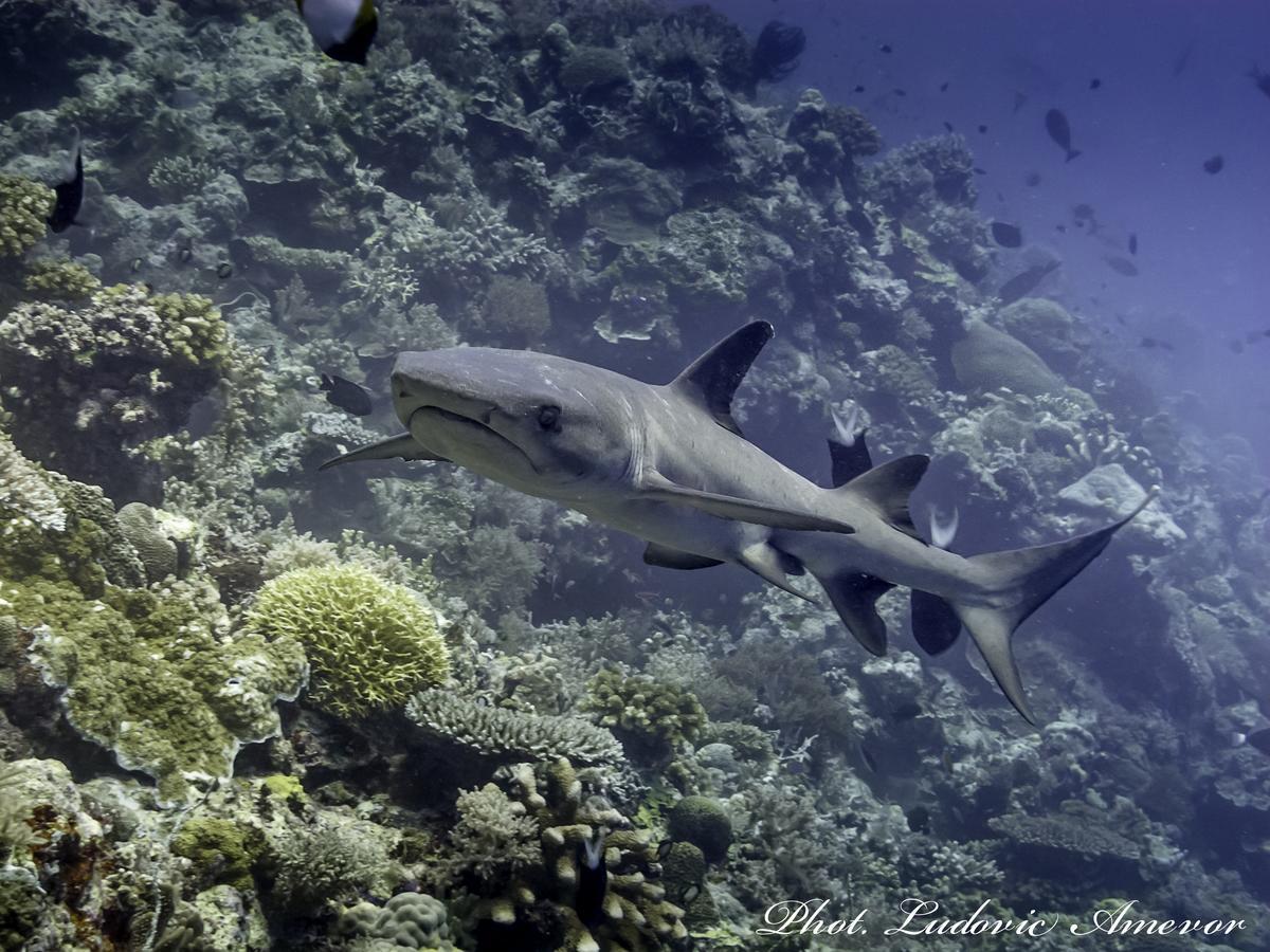 Benthos Bali Dive Resort Candidasa Extérieur photo