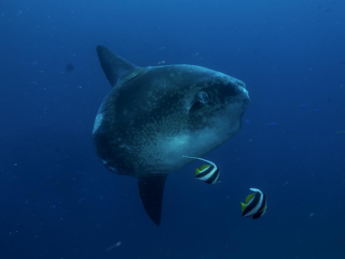 Benthos Bali Dive Resort Candidasa Extérieur photo