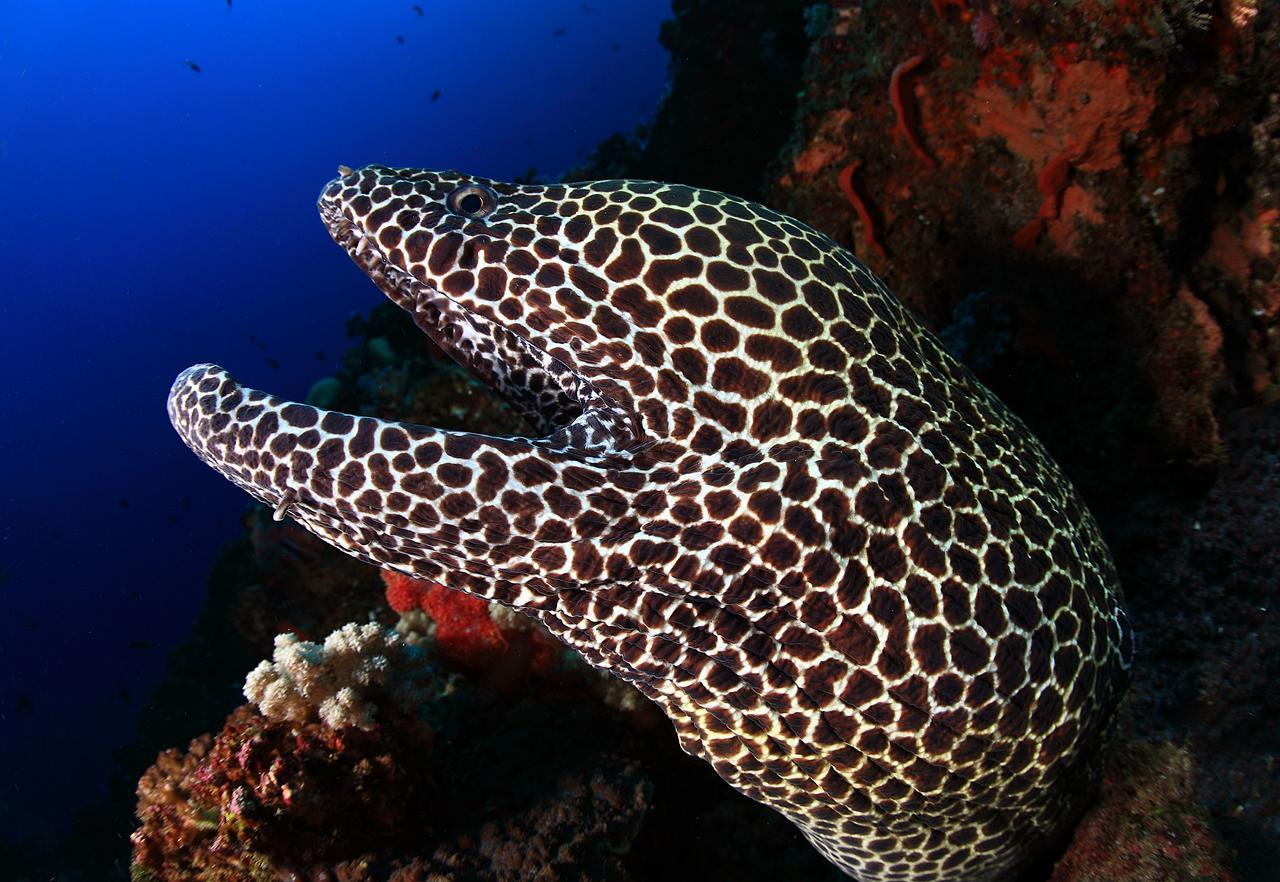 Benthos Bali Dive Resort Candidasa Extérieur photo
